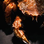 めしや伊よ美 - 毛ガニ