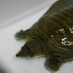 めしや伊よ美 - スッポン