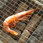 카키고야 카키쿠케코 - 붉은 새우