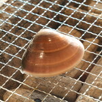 카키고야 카키쿠케코 - 활 조개