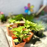 髙橋バーガー - ハバネロの苗