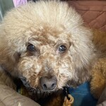 大衆食堂みゆき - めっちゃ見てるｗ