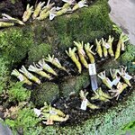 わさび園　かどや - 入り口にわさびが！