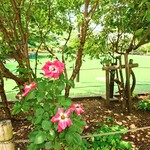 やぶ善 - お店前の路地に入ってすぐの"さくら公園"は、新緑で溢れる癒しスポット。