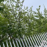 インデアンレストラン  ニューミラ - 