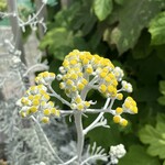 ラーメン専門 宮の森 - 花