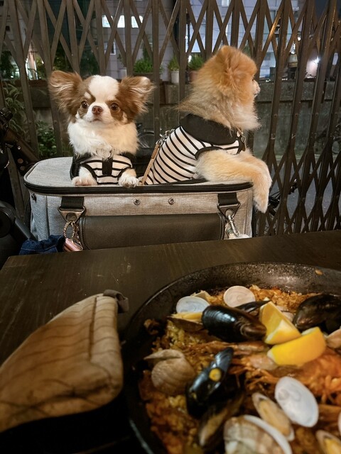 spanish&amp;italianROJICA