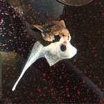 御幸荘花結び - 王冠被った鯛のたい