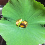 冷や鉢は蛸や海老と夏野菜のジュレ大きな蓮の葉にのせて
