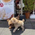 パン・ピジョン - 