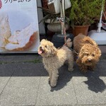 パン・ピジョン - 