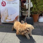 パン・ピジョン - 