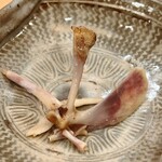 貴山 - スッポンの肩甲骨、ミツボネです