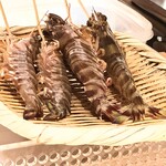 鮨 起承転結 - 車海老。生きてまーす♡