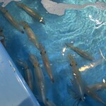 天神居酒屋あじろ - 