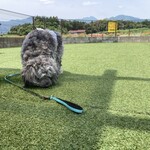 音の和カフェ - クンクンと忙しそう。バックに見えるのは鈴鹿山脈。