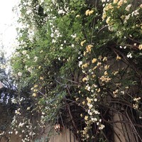 小笠原伯爵邸 - 