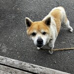 串焼き BUBU-TON - 