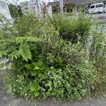 マヤデビ - 贔屓にしているガクアジサイが河原欅やらサルビアやらネムノキに埋もれていて、なんとかしてあげたい…