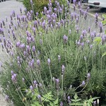 マヤデビ - この通りの年季の入ったハーブ類はいつ誰が植えたんだろう？