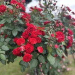 Le Petit Courageux - 