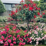 Le Petit Courageux - 