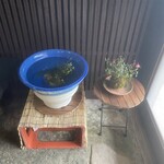 藤町家 - 何種類かのメダカが暮らす新居は、ご近所さん提供だそうです　愛されてます