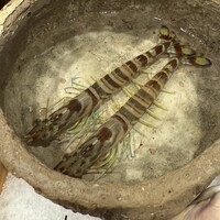 日本料理 みや  - 車海老