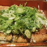 うなぎ 目白ぞろ芽 - 