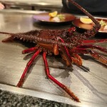 神楽坂 鉄板焼 向日葵 - 