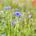 菜食健美 里味 - 里味に咲いてます　byまみこまみこ