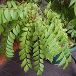 インドラ - カレーリーフ