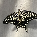 割烹 一の矢 - 未明に誕生した2025年のアゲハ1号♂