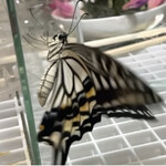 割烹 一の矢 - 日の出後に生まれて暖気運転するアゲハ2号♂