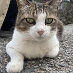 ヴィラ勝山 アヴェール - 