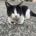 ヴィラ勝山 アヴェール - 