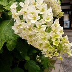 ソイ・ギャン - 