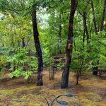 フォレスト ヴェール - 