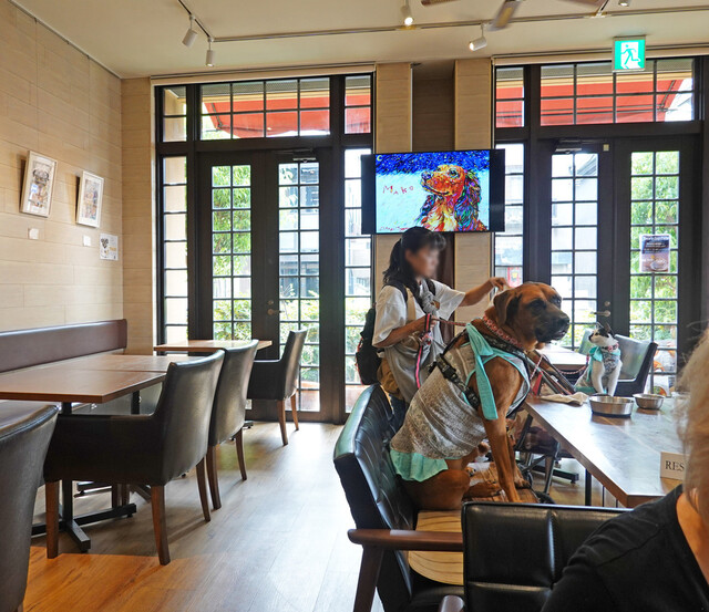 Deco’s Dog Cafe Denen Sabo photo 4