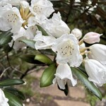 山のホテル ラウンジ・バー - 