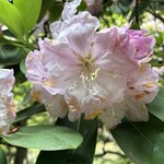 山のホテル ラウンジ・バー - 