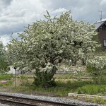 レストラン・アスペルジュ - 