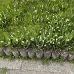 レストラン・アスペルジュ - 