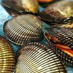 魚将 - 