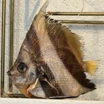 カイズ キッチン - 