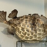 カイズ キッチン - 