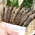 鮨 蒼天 - 車海老