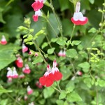 パリット フワット - ２つ寄り添うようにひっそりと咲く名も知らぬ小花。この花のように睦まじく有りたいものだ。