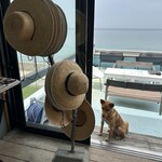 ガーブ コスタ オレンジ - 看板犬さんです^_^