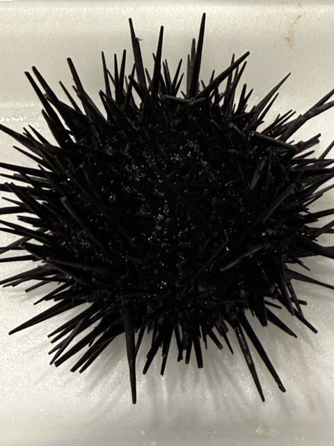 片倉商店 ハマテラス店 - 女川（その他）